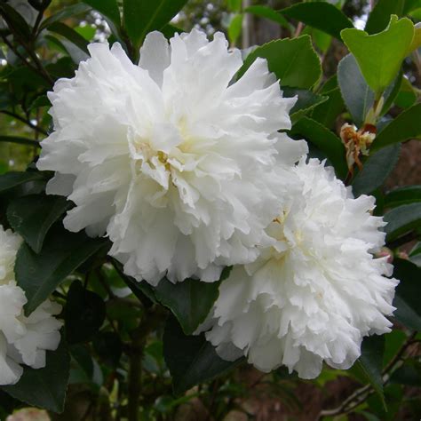 October Magic® Ivory™ Camellia 3 Gallon Container Lots Of Plants