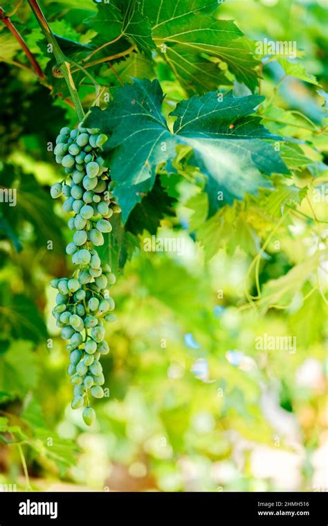 Weintrauben Anbauen Fotos Und Bildmaterial In Hoher Aufl Sung Alamy