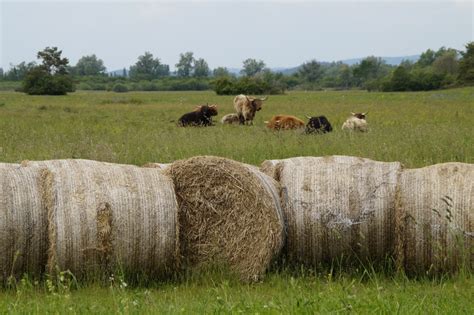 Banco De Imagens Grama Plantar Campo Fazenda Prado Pradaria