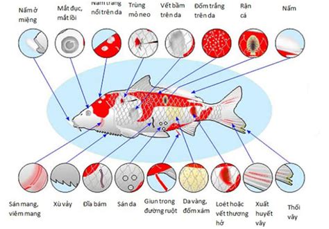 Nu I C Koi H Ng D N K Thu T V C Ch Ch M S C Ng Chu N Thucanh