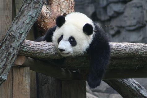 Mei Lans Beezy Mei Lan Sept 5 2007 Zoo Atlanta Look Clo Flickr