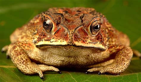Common Toad | Kalyan Varma Photography