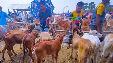 আজ ২০ মার্চ২৪ফরিদপুর খামারী সবচেয়ে ছোট ছোট ষাঁড় ও বকনা বাছুর গরু