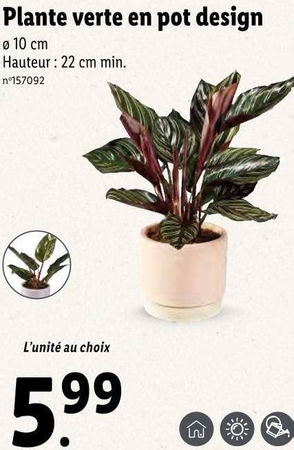 Promo Plante Verte En Pot Design Chez Lidl