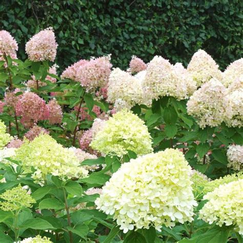 Limelight Hydrangea Stunning Blooms For Your Garden Hydrangea