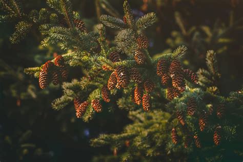 Close Up Photography of Pine Cones · Free Stock Photo