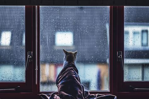 Gato Envuelto En Una Manta Mirando La Lluvia Por La Ventana