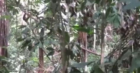 Graban A Una Tribu Completamente Aislada En La Selva Amazónica