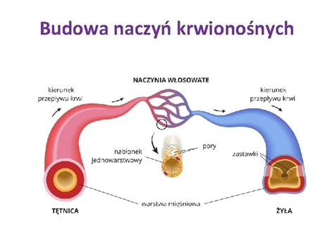 BUDOWA I FUNKCJONOWANIE UKADU KRWIONONEGO Budowa I Rodzaje