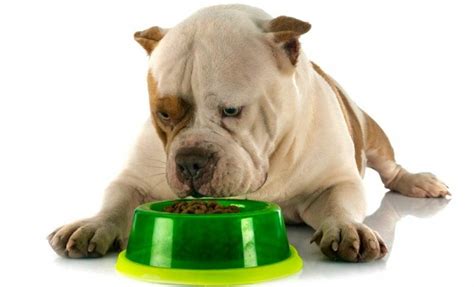 American Bully Puppy Feeding Chart | How Much To Feed Bully