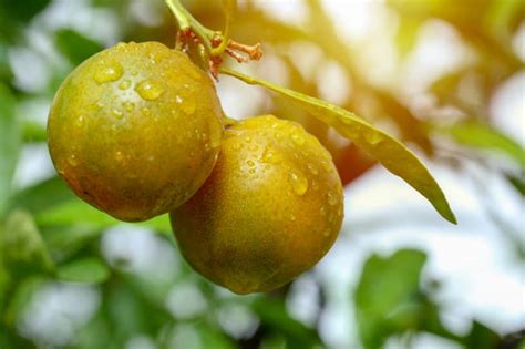 green oranges top facts tips