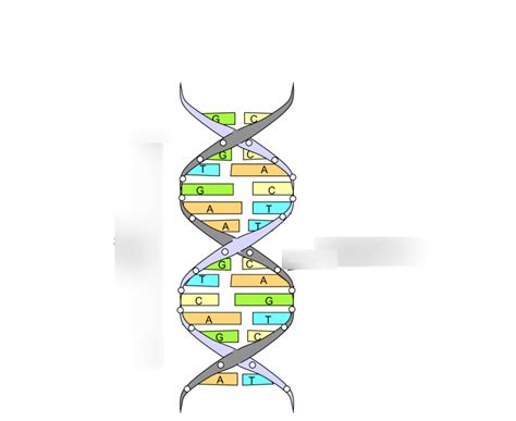 Dna Diagram Quizlet