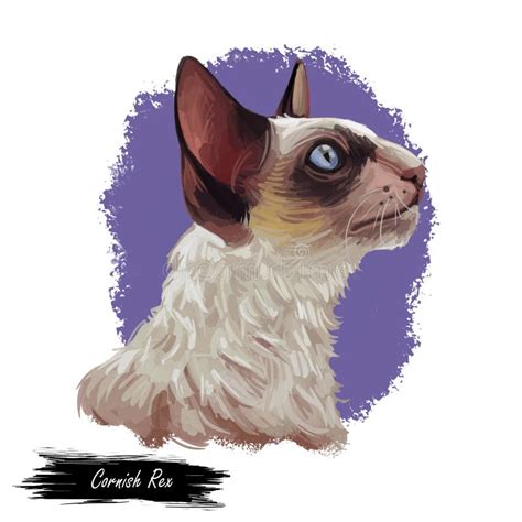 Cornish Rex Cat Isolated On White Digital Art Illustration Of Hand