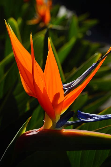 Banco De Imagens Natureza Flor Plantar Folha P Tala Verde