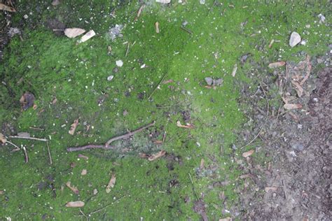 Ground outside dirt grunge algae growth - Texture X