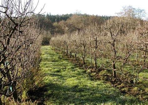 Rezidba Jabuka Agroportalhr