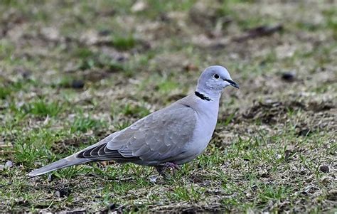 Vogel Gefieder Eurasische Taube Kostenloses Foto Auf Pixabay Pixabay