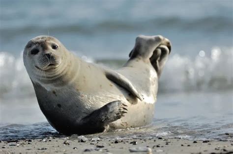 Today I Learned That Seals Do Something Called "The Banana Pose" When ...