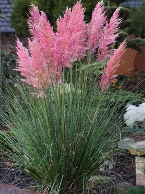 Three Pink Pampas Grass Perennial Ornamental Live Plant Etsy