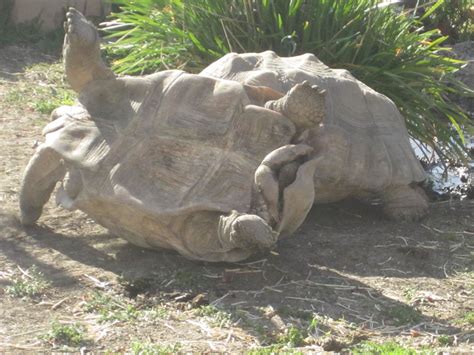 Blog on Sulcata Tortoise Hatchling and Mediterranean Tortoises