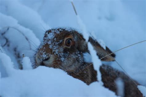 Rabbit Snow Photos, Download The BEST Free Rabbit Snow Stock Photos ...