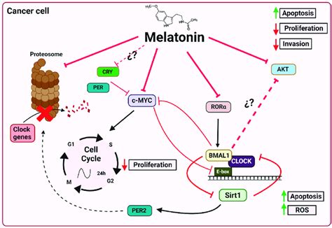 Proposed Mechanisms By Which Melatonin Affects The Circadian Machinery