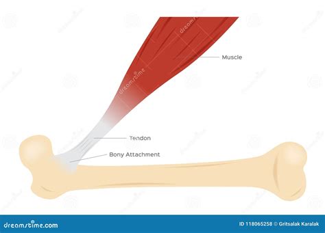 Tendon Muscle and Bone Anatomy Stock Vector - Illustration of knee, calcium: 118065258