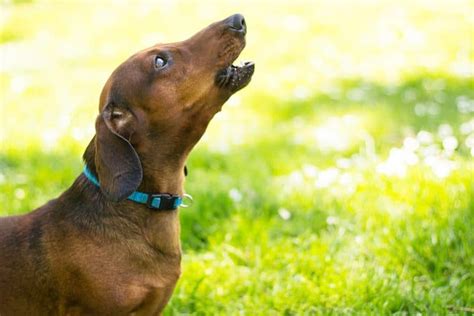 Qu Est Ce Que Cela Signifie Quand Un Chien Hurle Avec Vous Chienino