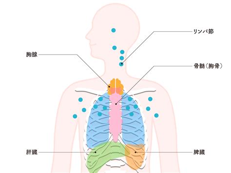 免疫は胸腺や骨髄から生まれている！どのようにつくられるの？免疫力低下には胸腺の老化が関係している？