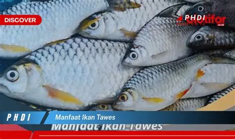 Ketahui Manfaat Ikan Tawes Yang Wajib Kamu Intip