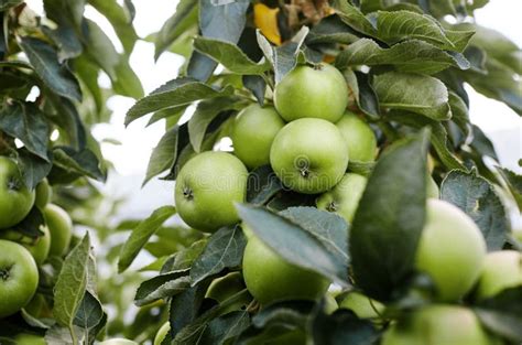 Organic Apples Hanging From A Tree Branch In An Apple Orchard Stock