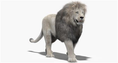 lion white fur mane 3d model