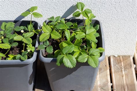 Planter framboisier en pot guide pratique Débroussaillez