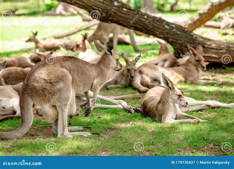 Kangaroos And Wallabies At The Santuary Queensland Australia Stock