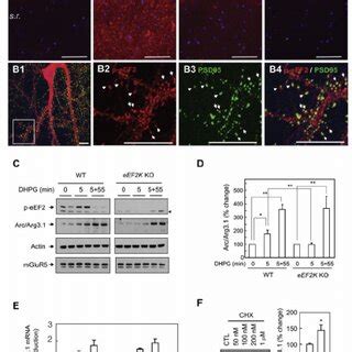 Arc Arg3 1 Protein Is Rapidly Synthesized By Group I MGluR Activation