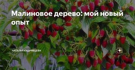Малиновое дерево: мой новый опыт | Волшебный сад | Дзен