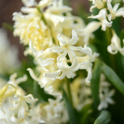 Jacinthe Gipsy Princess Hyacinthus X Orientalis Excellente