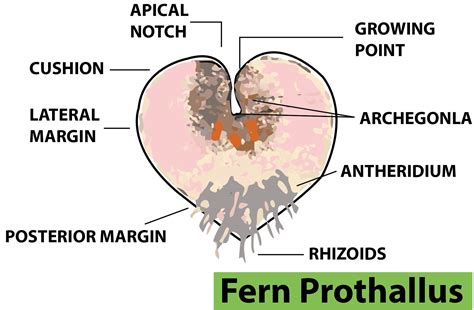 The prothallus of fern is (a)Heart-shaped(b)Dorsiventral(c)Green(d)All of the above