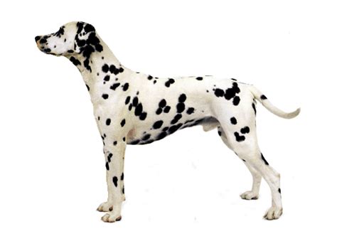 Dalmatian Dog Information, Training, Images | DogExpress