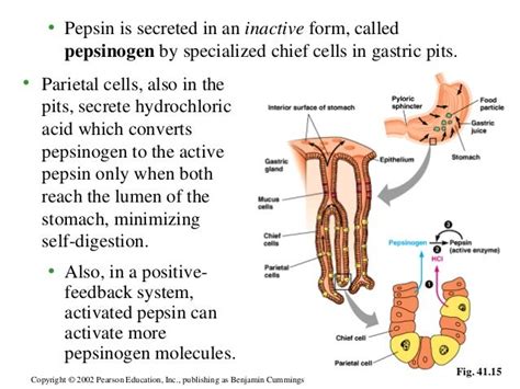 8 Campbell Chapter 41 Digestion