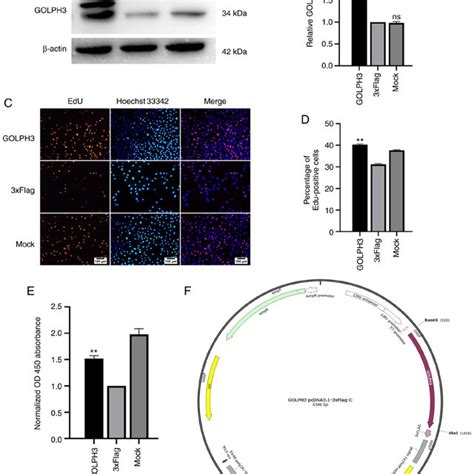 Overexpression Of Golph Promotes The Proliferation Of Gbc Cells A