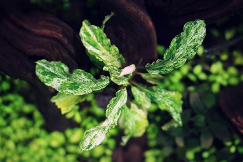 Cryptocoryne Spiralis Tiger Online Aquaria