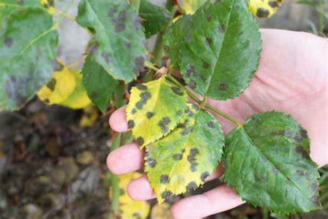 Quels remèdes de grand mère pour la maladie des rosiers