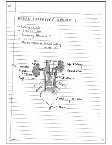 Solution Human Excretory System Biology Notes Studypool