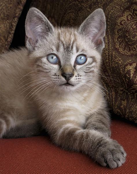 Little Miss Blue Eyes Love Lynx Point Siamese Cats Cats Kittens