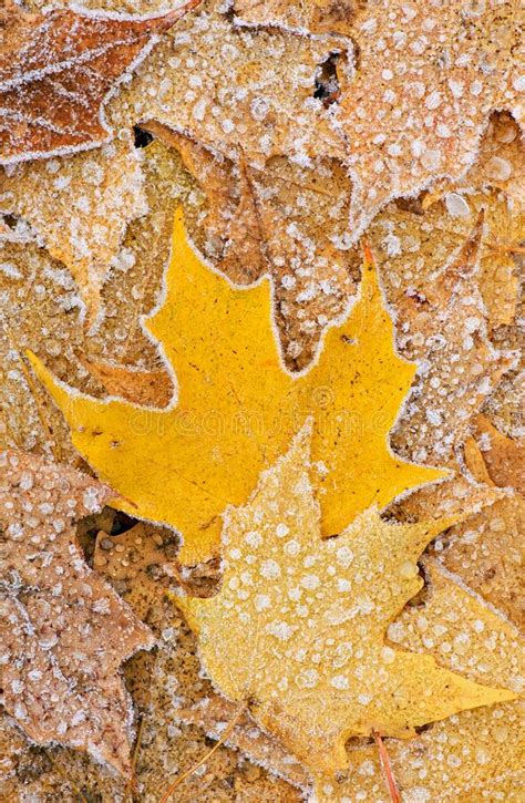 Frosted Red Maple Leaves Stock Photo Image Of Macro 33214256