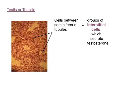 Biology 322 Human Anatomy I Ppt Download