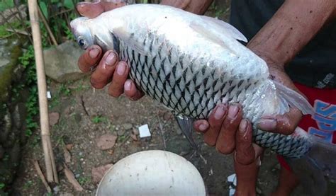 Panduan Budidaya Ikan Tawes Untuk Pemula Mudah Dan Lengkap Lim