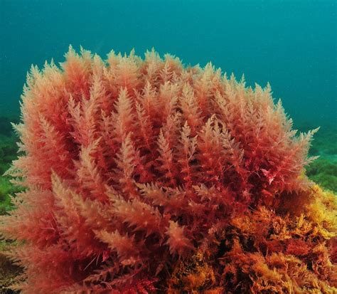 Red Algae Rhodophyta