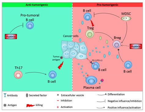 T Lymphocytes And B Lymphocytes